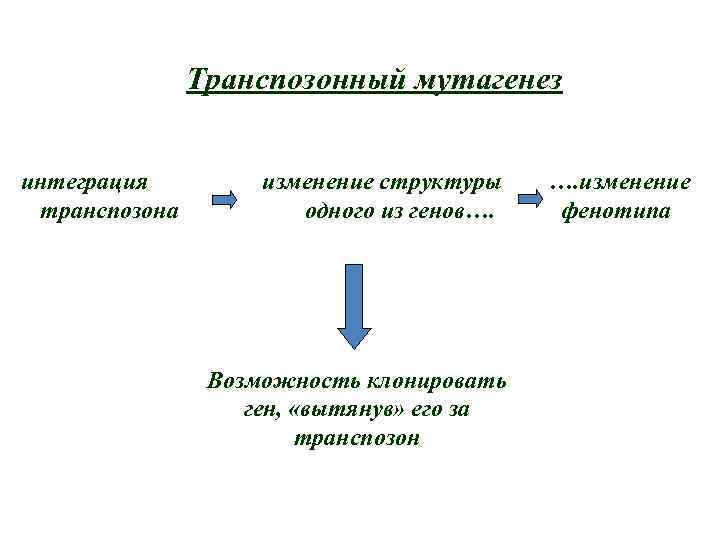 Транспозонный мутагенез интеграция транспозона изменение структуры одного из генов…. Возможность клонировать ген, «вытянув» его