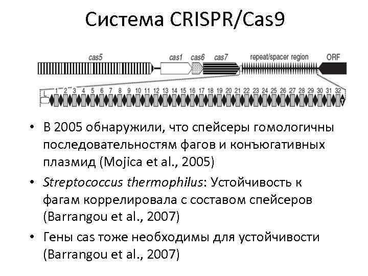 Система CRISPR/Cas 9 • В 2005 обнаружили, что спейсеры гомологичны последовательностям фагов и конъюгативных