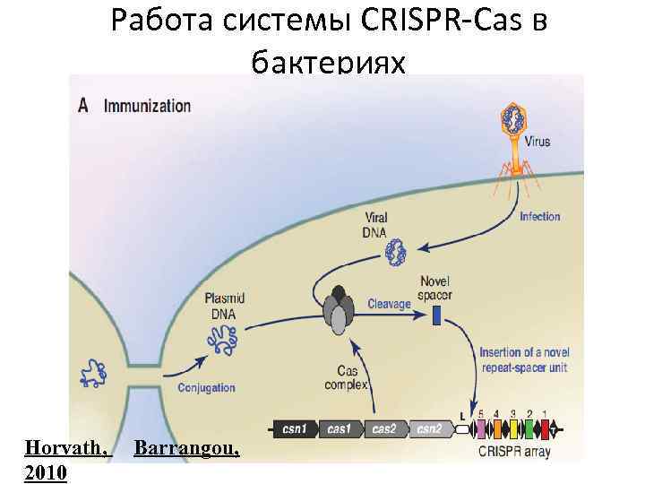 Работа системы CRISPR-Cas в бактериях Horvath, 2010 Barrangou, 