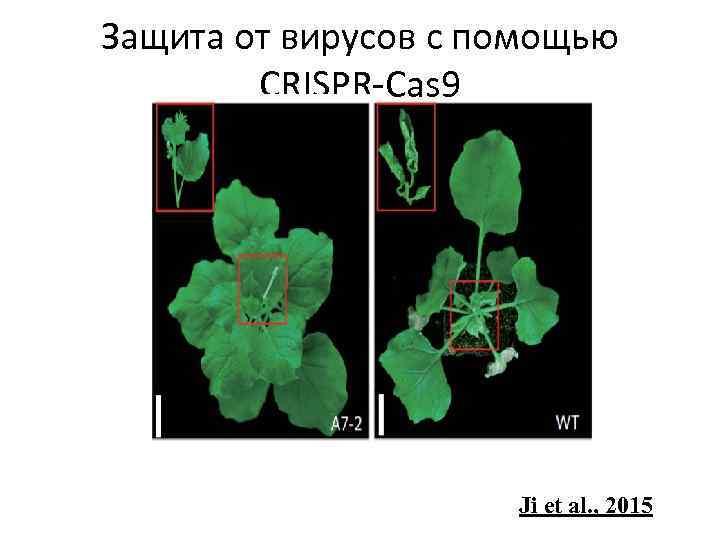 Защита от вирусов с помощью CRISPR-Cas 9 Ji et al. , 2015 