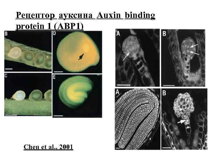 Рецептор ауксина Auxin binding protein 1 (ABP 1) Chen et al. , 2001 