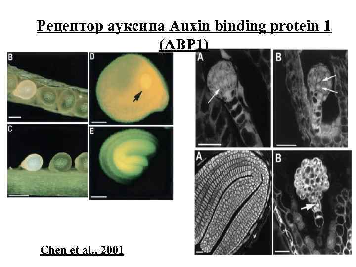 Рецептор ауксина Auxin binding protein 1 (ABP 1) Chen et al. , 2001 