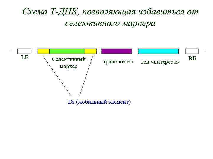 Схема Т-ДНК, позволяющая избавиться от селективного маркера LB Селективный маркер транспозаза Ds (мобильный элемент)