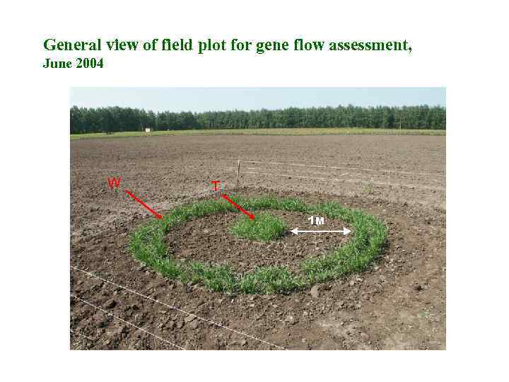 General view of field plot for gene flow assessment, June 2004 W T 1