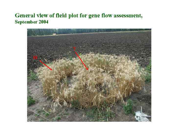 General view of field plot for gene flow assessment, September 2004 T W 