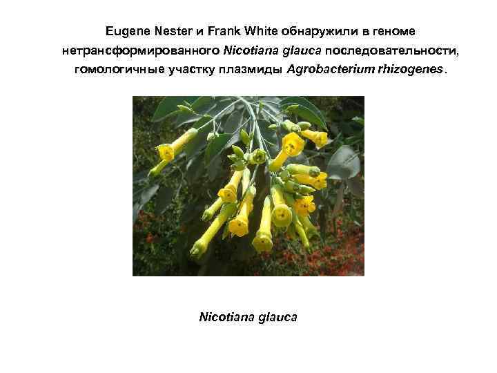 Eugene Nester и Frank White обнаружили в геноме нетрансформированного Nicotiana glauca последовательности, гомологичные участку