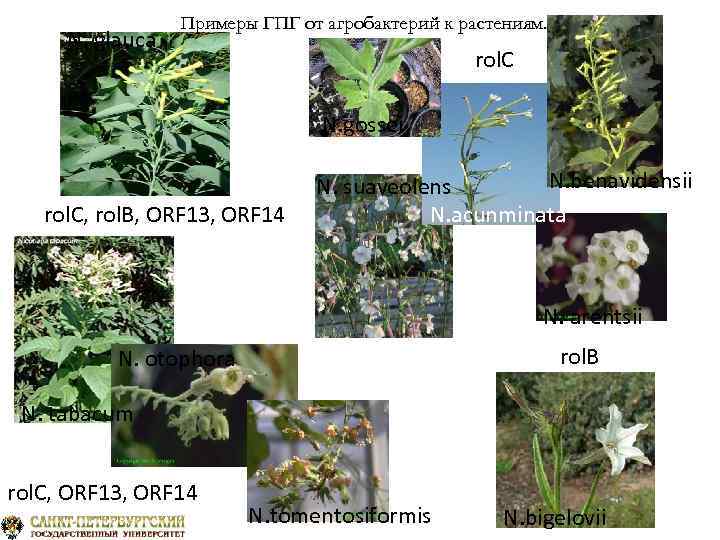 N. glauca Примеры ГПГ от агробактерий к растениям. rol. C N. gossei rol. C,