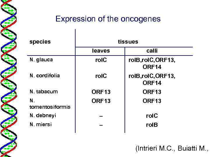 Expression of the oncogenes species tissues leaves calli N. glauca rol. C rol. B,