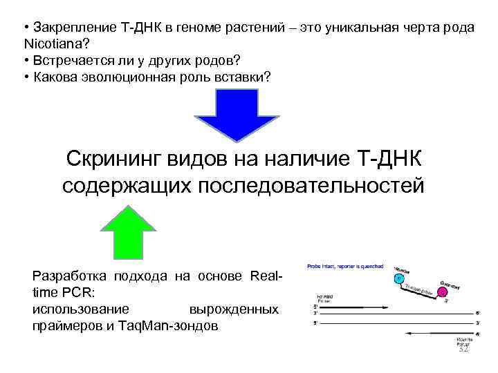  • Закрепление Т-ДНК в геноме растений – это уникальная черта рода Nicotiana? •