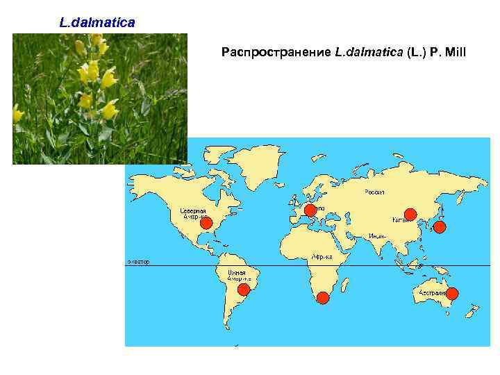 L. dalmatica Распространение L. dalmatica (L. ) P. Mill 