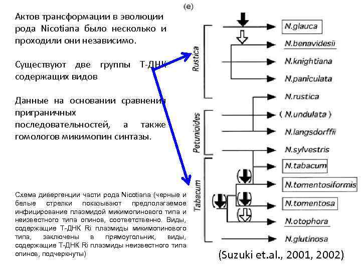 Актов трансформации в эволюции рода Nicotiana было несколько и проходили они независимо. Существуют две