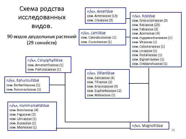 Схема родства исследованных видов. 90 видов двудольных растений (29 семейств) п/кл. Asteridae сем. Asteraceae