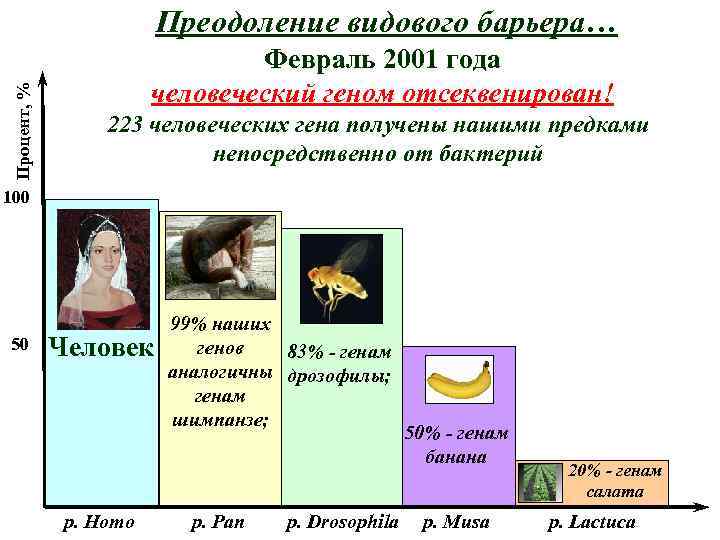 Процент, % Преодоление видового барьера… Февраль 2001 года человеческий геном отсеквенирован! 223 человеческих гена