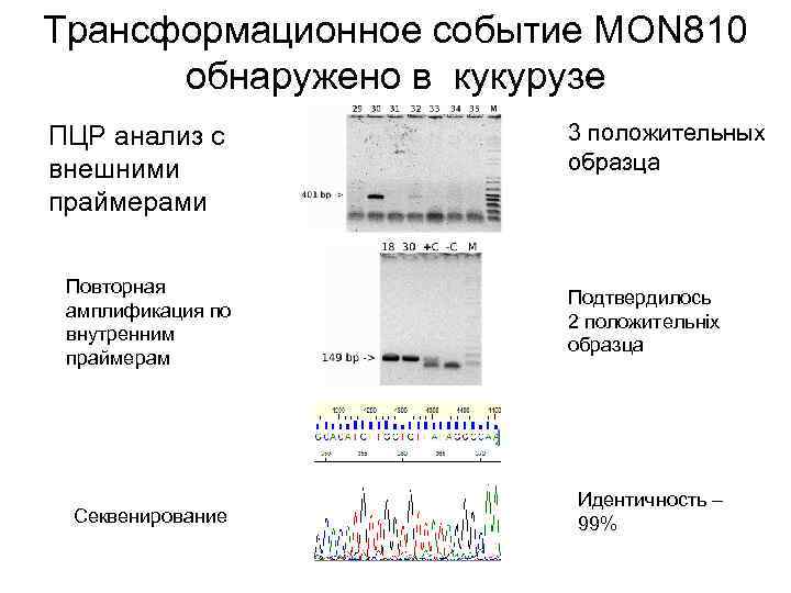 Трансформационное событие MON 810 обнаружено в кукурузе ПЦР анализ с внешними праймерами 3 положительных