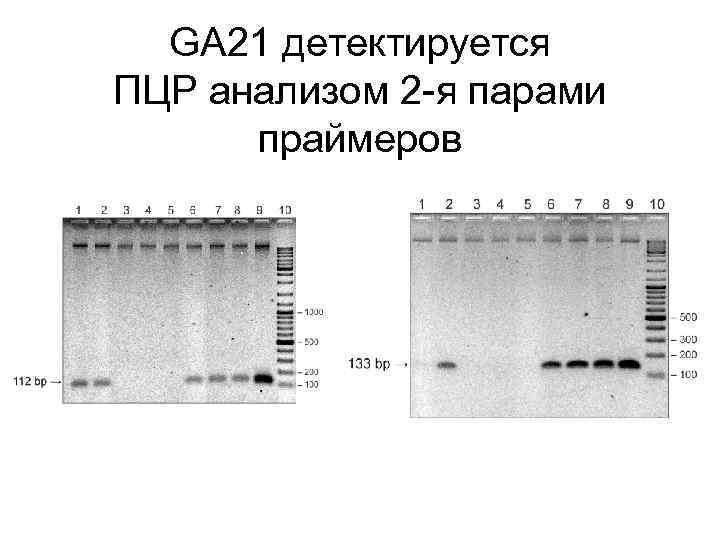 GA 21 детектируется ПЦР анализом 2 -я парами праймеров 