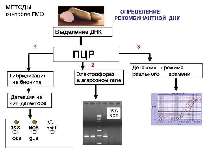 МЕТОДЫ контроля ГМО ОПРЕДЕЛЕНИЕ РЕКОМБИНАНТНОЙ ДНК Выделение ДНК 1 3 ПЦР 2 Гибридизация на