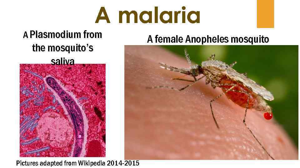A malaria A Plasmodium from the mosquito’s saliva Pictures adapted from Wikipedia 2014 -2015
