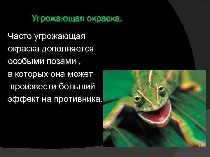 Угрожающая окраска. Часто угрожающая окраска дополняется особыми позами , в которых она может произвести