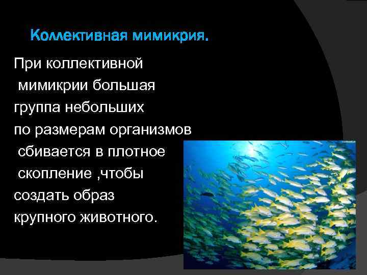 Коллективная мимикрия. При коллективной мимикрии большая группа небольших по размерам организмов сбивается в плотное