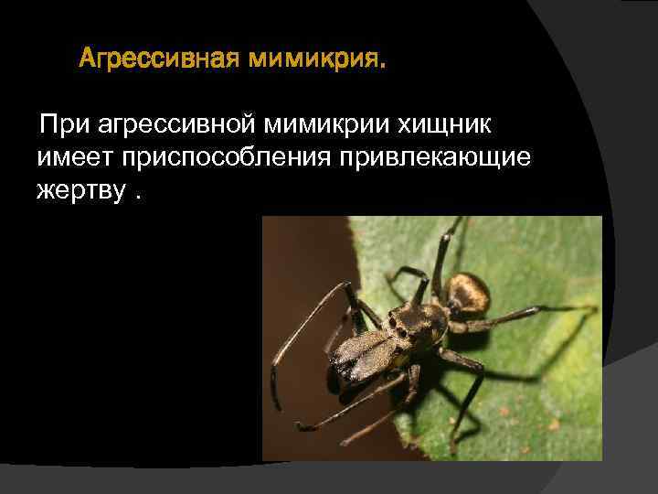 Агрессивная мимикрия. При агрессивной мимикрии хищник имеет приспособления привлекающие жертву. 