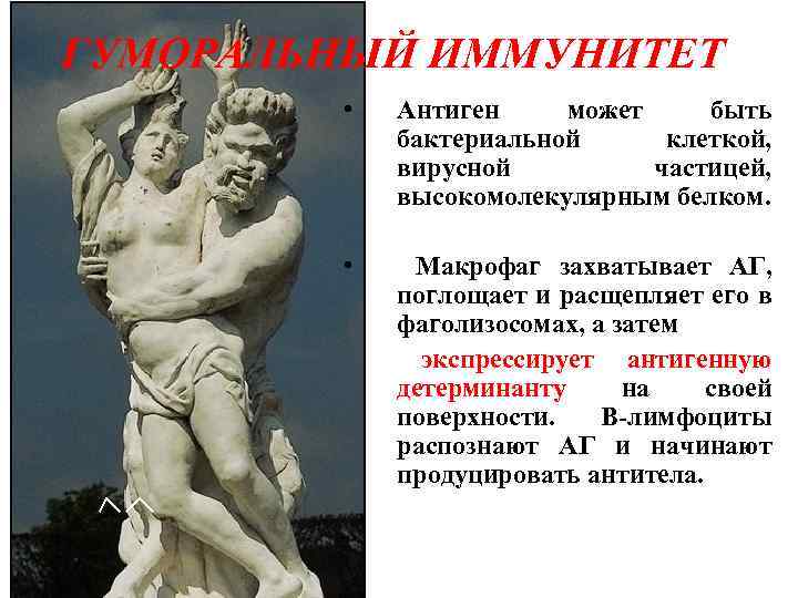 ГУМОРАЛЬНЫЙ ИММУНИТЕТ • Антиген может быть бактериальной клеткой, вирусной частицей, высокомолекулярным белком. • Макрофаг
