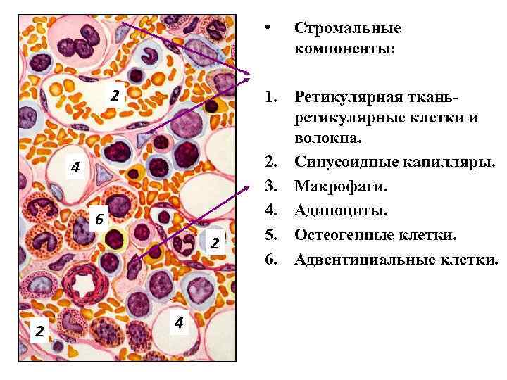  • 2 4 6 2 2 4 Стромальные компоненты: ТИМУС 1. Ретикулярная тканьретикулярные