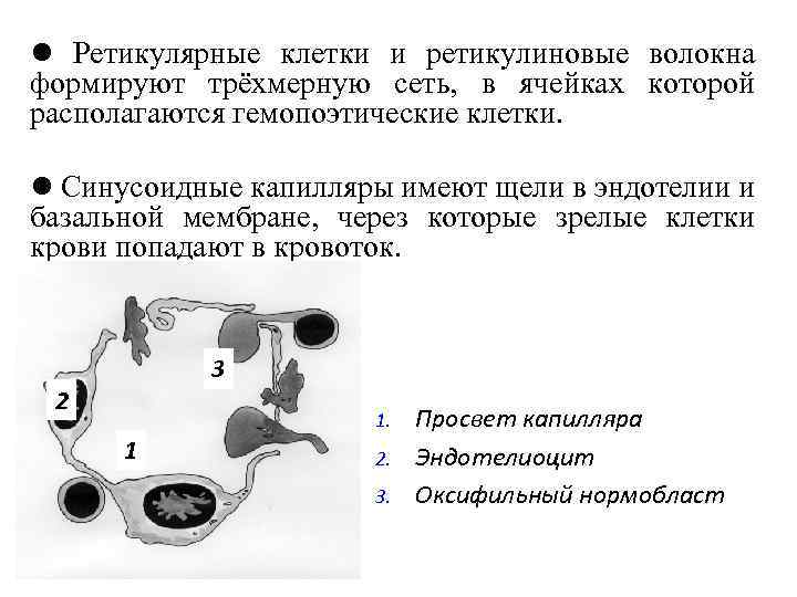 l Ретикулярные клетки и ретикулиновые волокна формируют трёхмерную сеть, в ячейках которой располагаются гемопоэтические