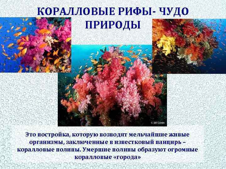 КОРАЛЛОВЫЕ РИФЫ- ЧУДО ПРИРОДЫ Это постройка, которую возводят мельчайшие живые организмы, заключенные в известковый