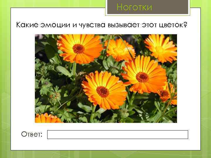 Ноготки Какие эмоции и чувства вызывает этот цветок? Ответ: 