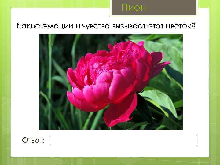Пион Какие эмоции и чувства вызывает этот цветок? Ответ: 