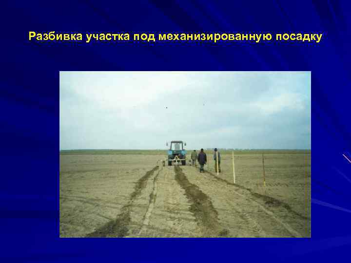  Разбивка участка под механизированную посадку 
