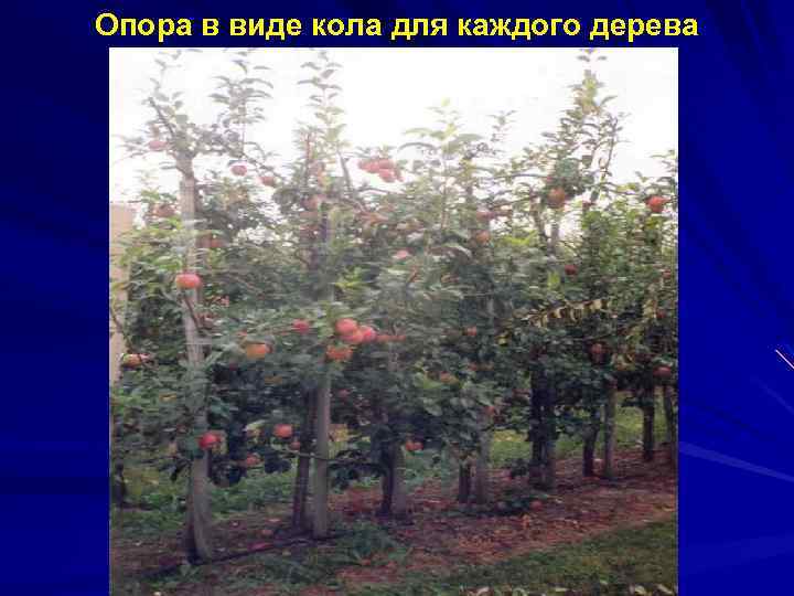 Опора в виде кола для каждого дерева 