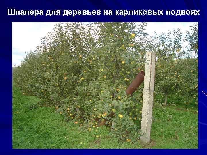 Шпалера для деревьев на карликовых подвоях 