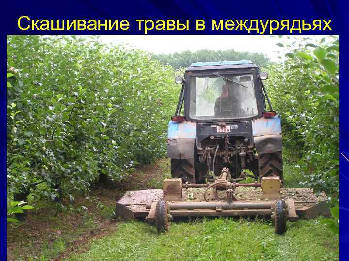 Скашивание травы в междурядьях 