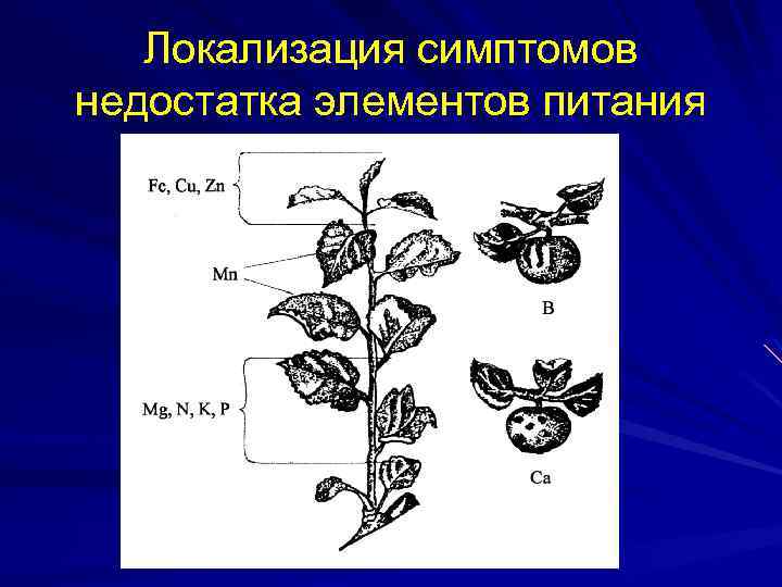 Локализация симптомов недостатка элементов питания 