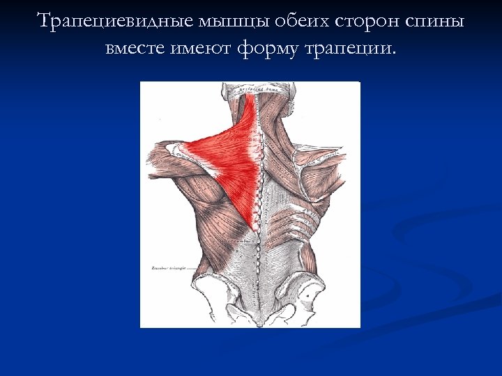 Трапециевидные мышцы обеих сторон спины вместе имеют форму трапеции. 
