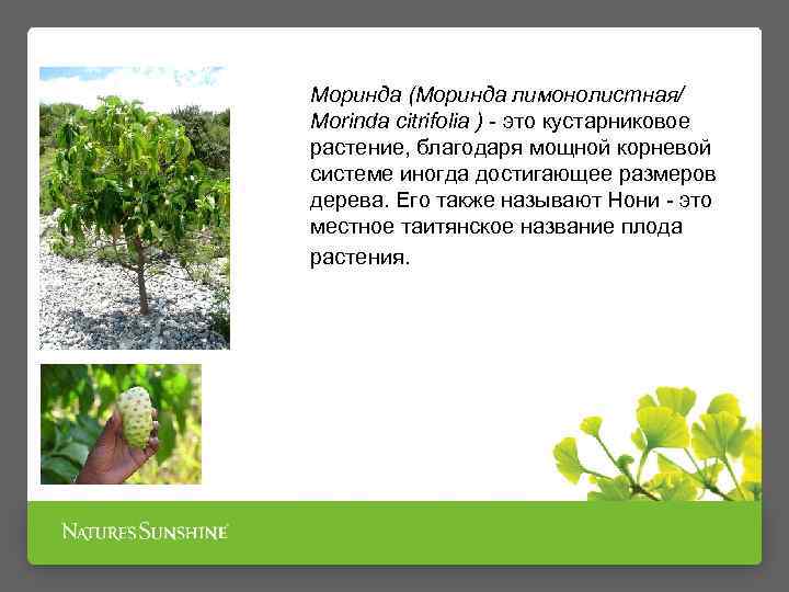 Моринда (Моринда лимонолистная/ Morinda citrifolia ) - это кустарниковое растение, благодаря мощной корневой Для