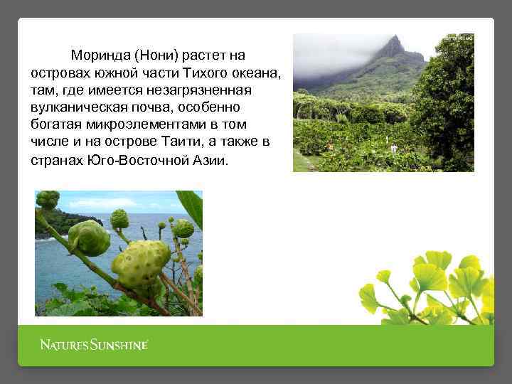 Моринда (Нони) растет на островах южной части Тихого океана, там, где имеется незагрязненная Для