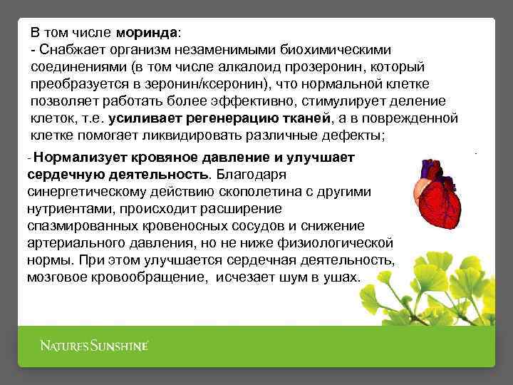 В том числе моринда: - Снабжает организм незаменимыми биохимическими соединениями (в том числе алкалоид