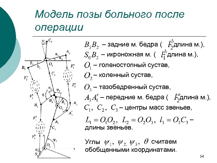 Модель позы больного после операции – задние м. бедра ( – икроножная м. (