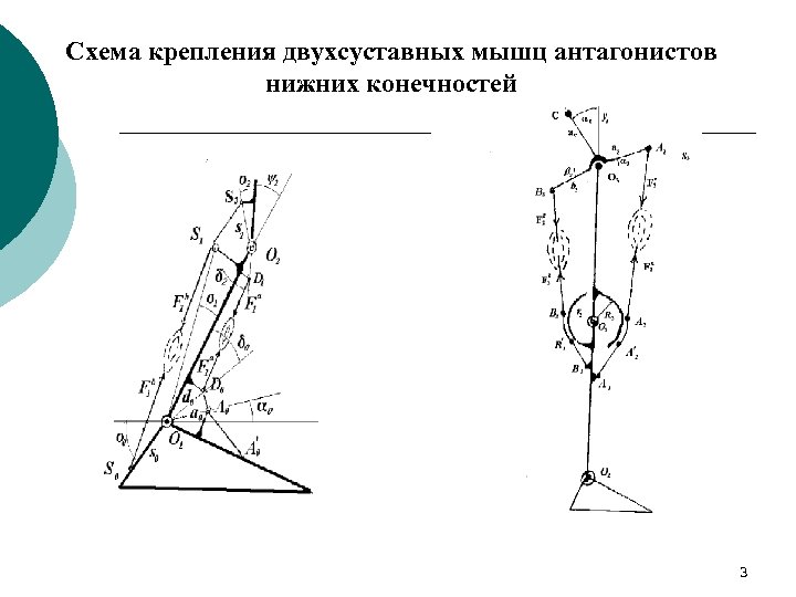 Схема крепления двухсуставных мышц антагонистов нижних конечностей 3 