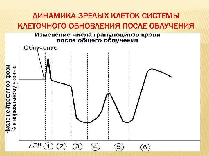 ДИНАМИКА ЗРЕЛЫХ КЛЕТОК СИСТЕМЫ КЛЕТОЧНОГО ОБНОВЛЕНИЯ ПОСЛЕ ОБЛУЧЕНИЯ Дни 