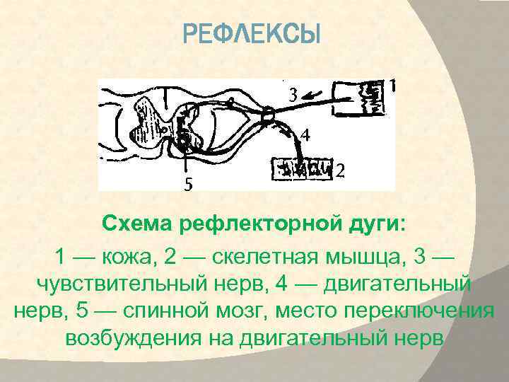 Жевательный рефлекс схема