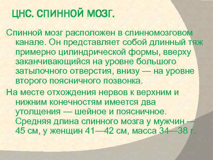 ЦНС. СПИННОЙ МОЗГ. Спинной мозг расположен в спинномозговом канале. Он представляет собой длинный тяж