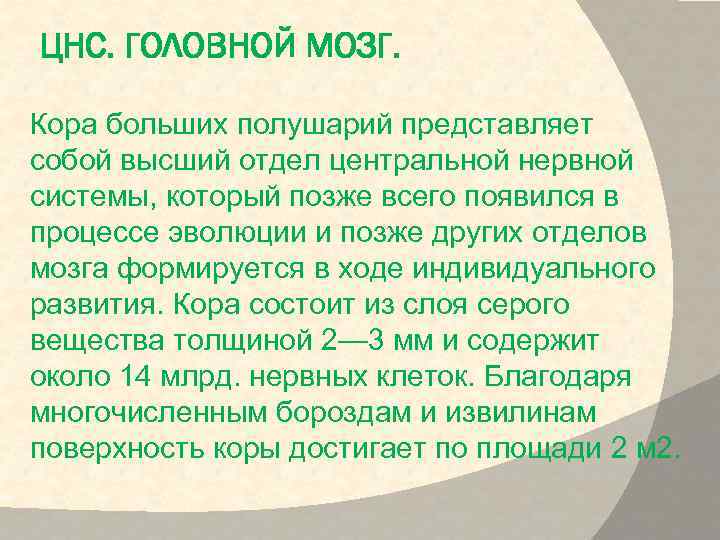 ЦНС. ГОЛОВНОЙ МОЗГ. Кора больших полушарий представляет собой высший отдел центральной нервной системы, который