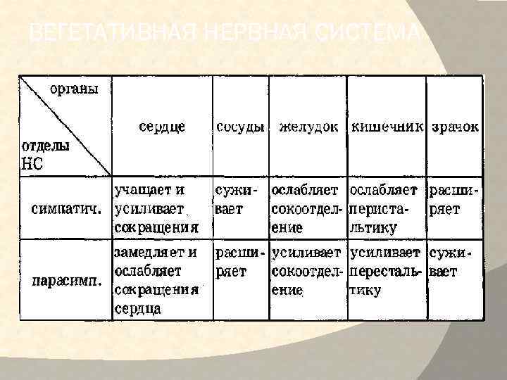 ВЕГЕТАТИВНАЯ НЕРВНАЯ СИСТЕМА 