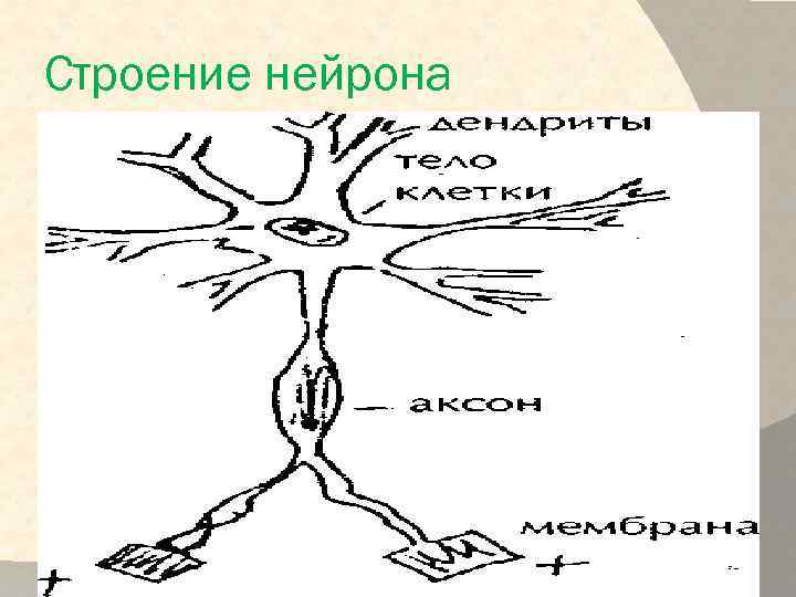 Схема строения мультиполярного нейрона