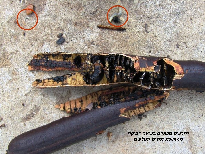  הזרעים מכוסים בעיסה דביקה המושכת נמלים ותולעים 