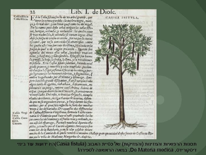  תכונות הרפואיות והמזינות )והמזיקות( של כסיית האבוב ) (Casia fistula היו ידועות עוד