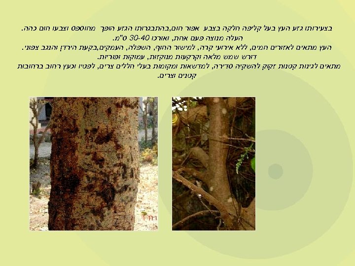  בצעירותו גזע העץ בעל קליפה חלקה בצבע אפור חום, בהתבגרותו הגזע הופך מחוספס